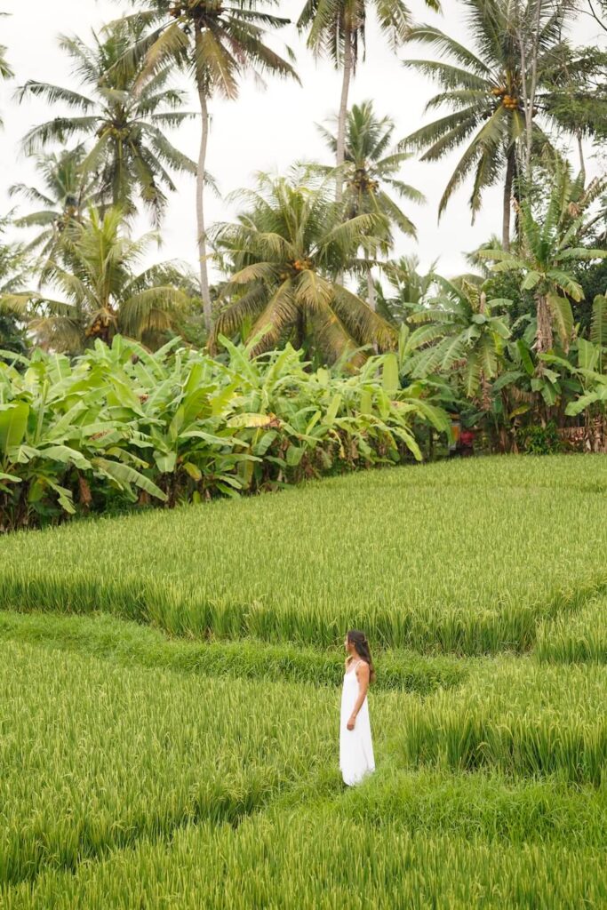 woman white dress in green rice fields ubud bali